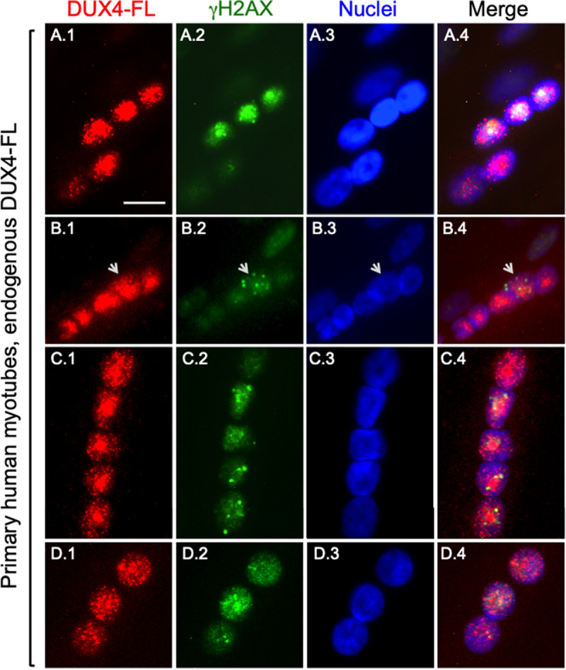 Fig. 4.