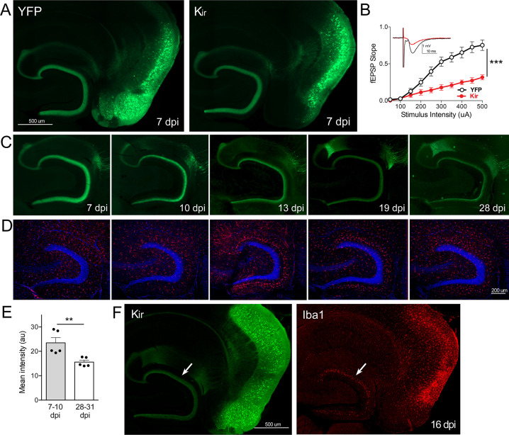 Figure 1—figure supplement 2.