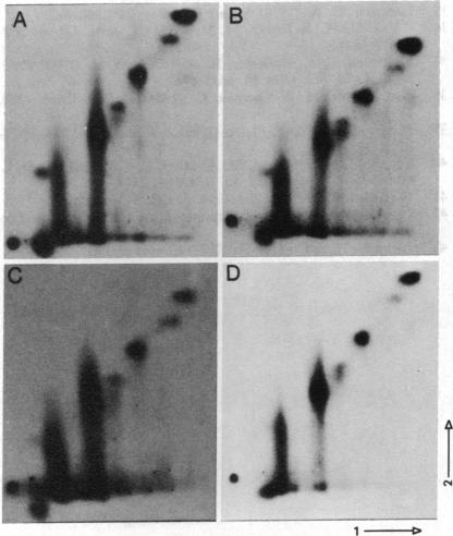 graphic file with name pnas00621-0157-a.jpg