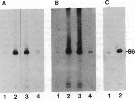 graphic file with name pnas00621-0155-a.jpg