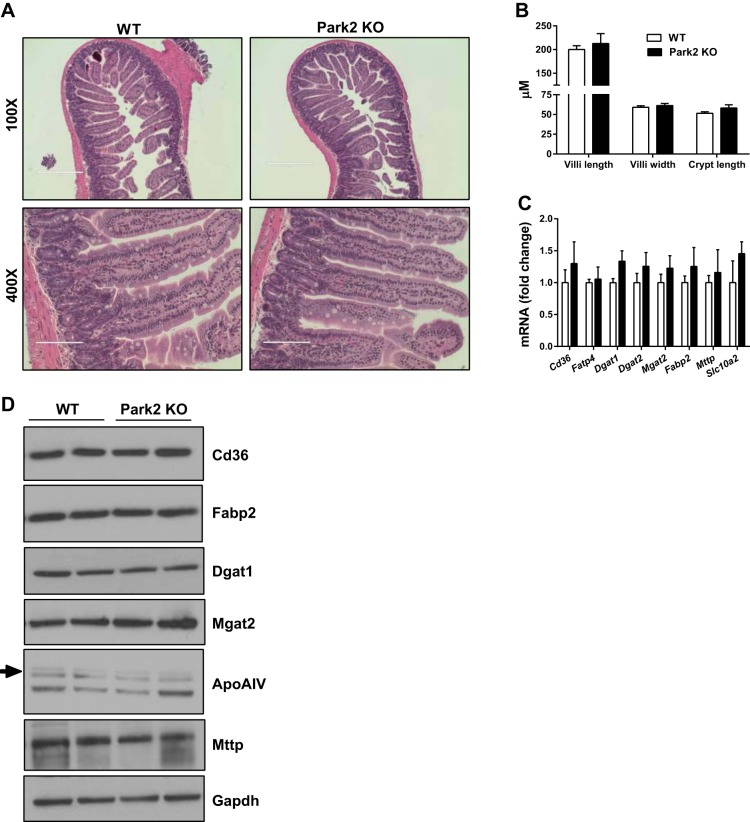 Fig. 3.