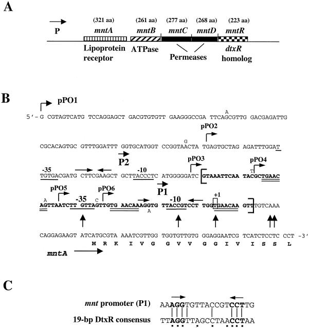 FIG. 1.