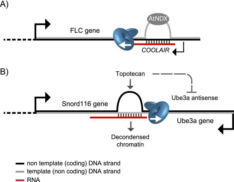 Figure 5.