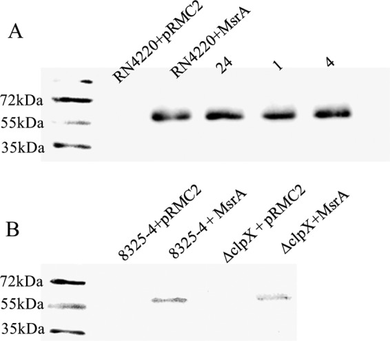 FIG 1