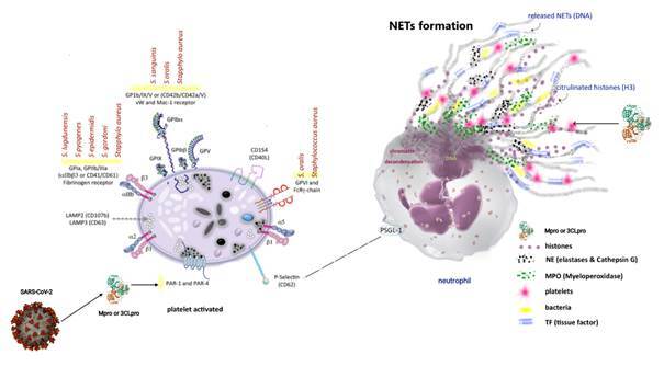 Fig. 2: