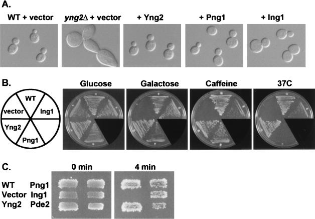 FIG. 3