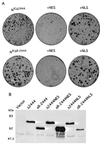 FIG. 7