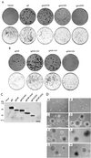 FIG. 2