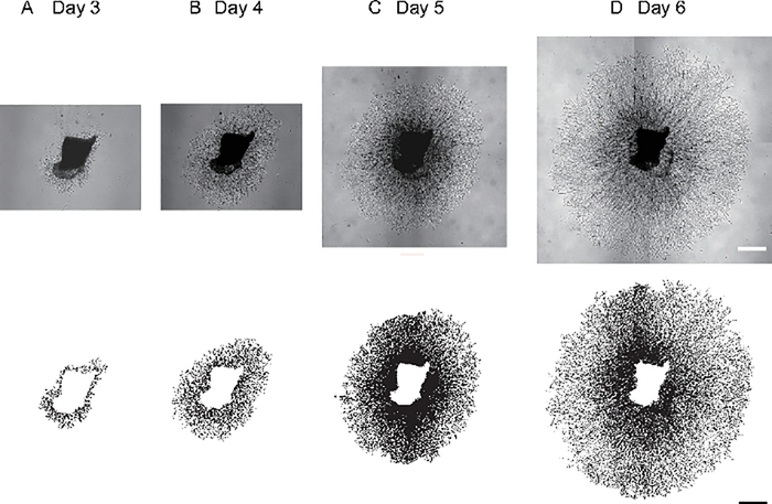 Figure 3: