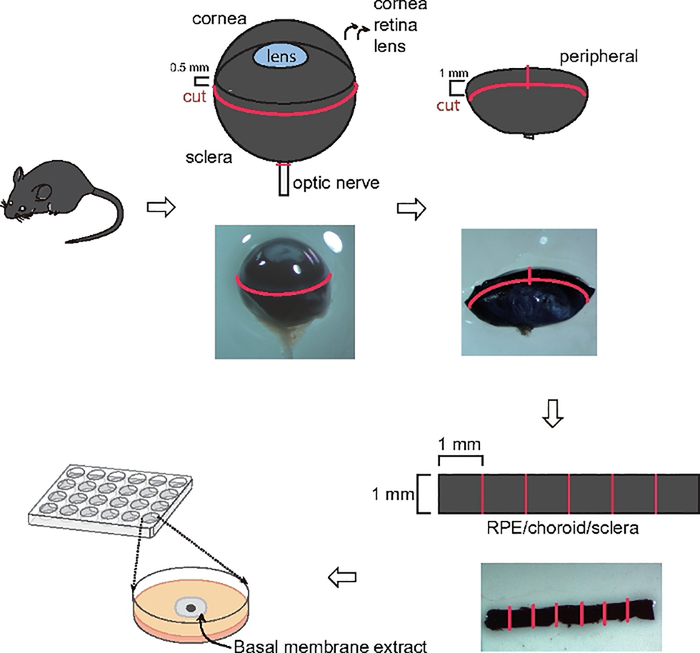 Figure 1: