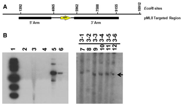 Fig. 5