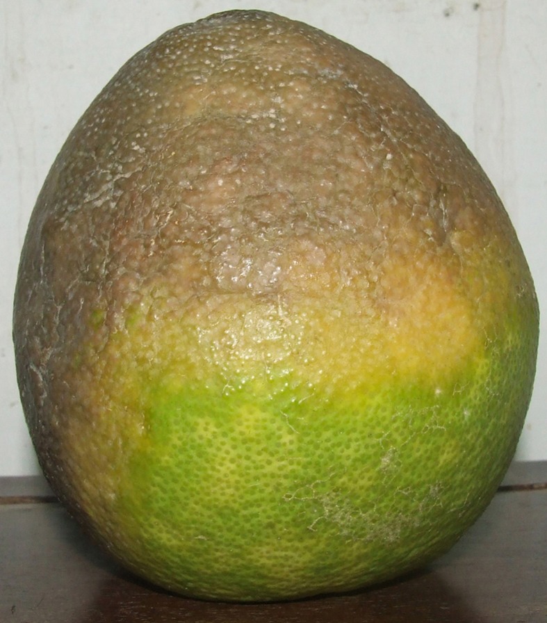 Fig 1