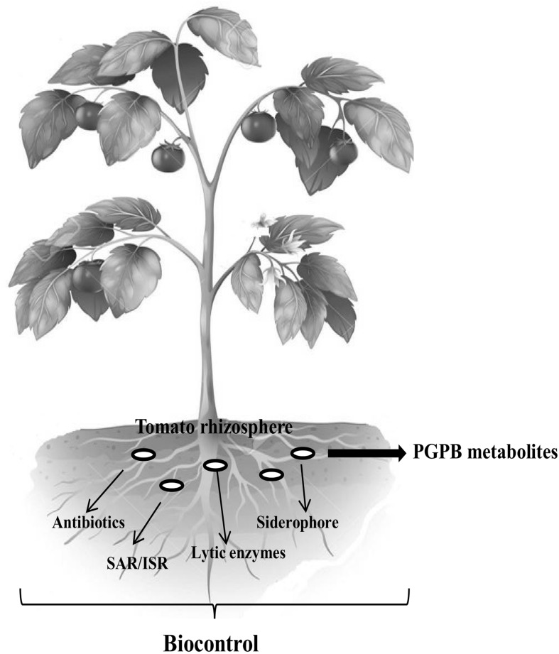 Fig. 1