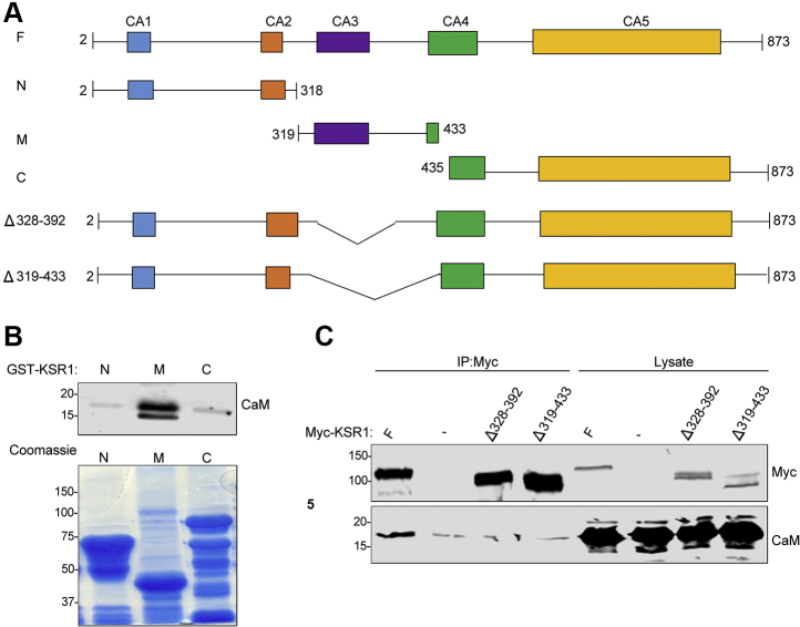 Figure 3