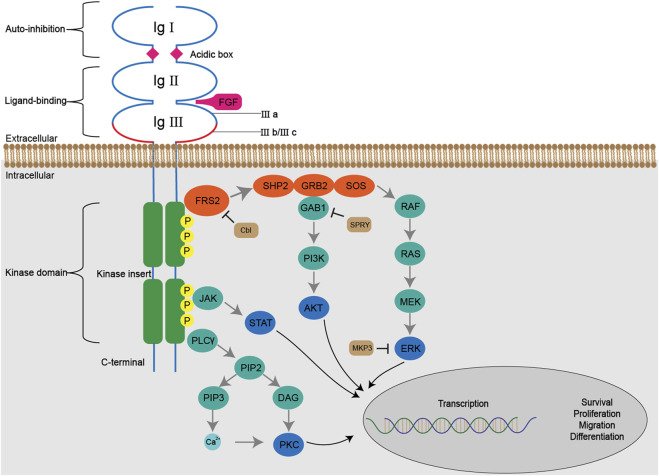 FIGURE 3