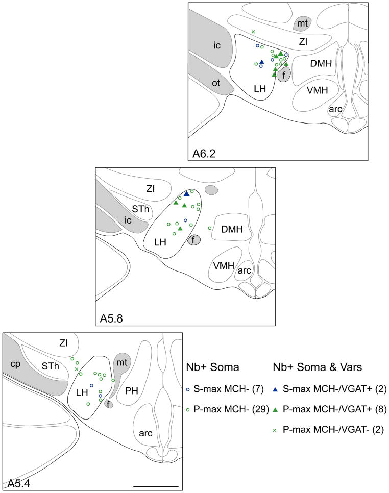 GABAergic neurons intermingled with orexin and MCH neurons in the ...