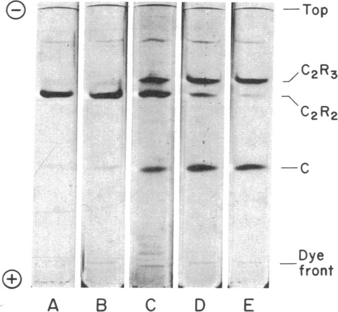 graphic file with name pnas00031-0163-a.jpg