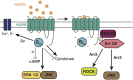 Fig. 6.