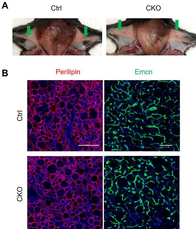 Figure 2—figure supplement 1.