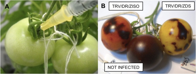 Figure 2.