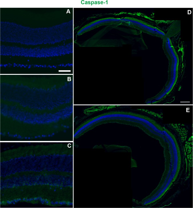 Fig 7