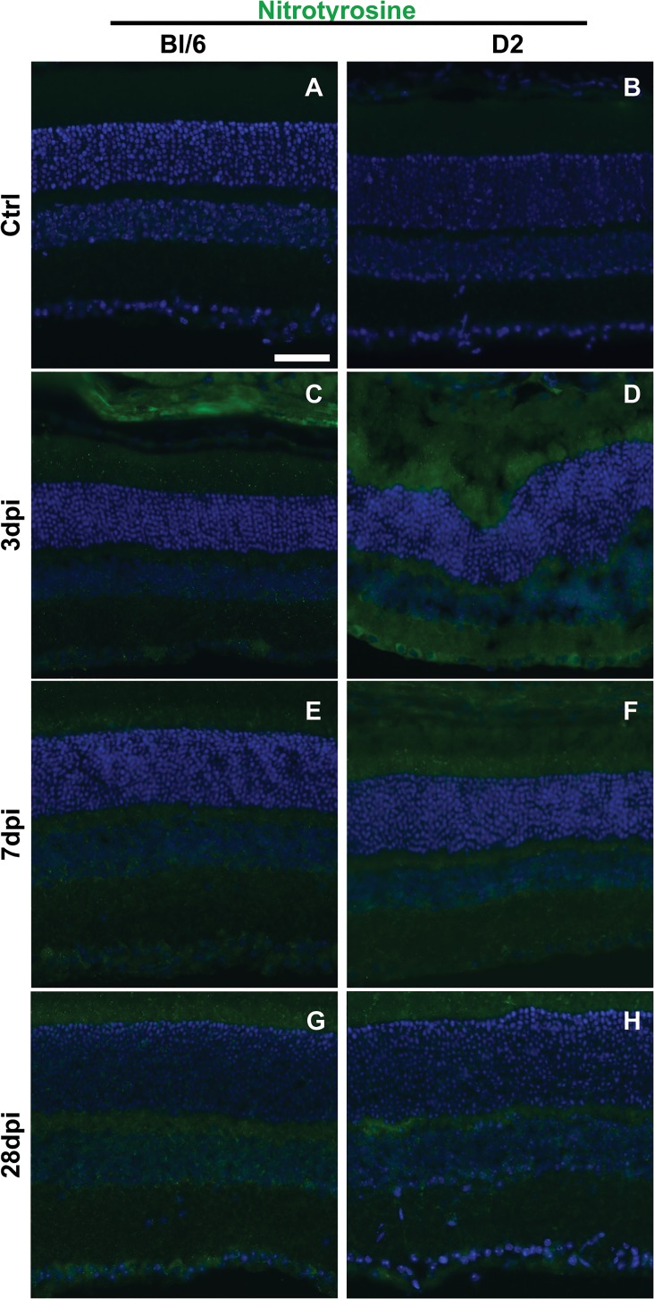 Fig 10