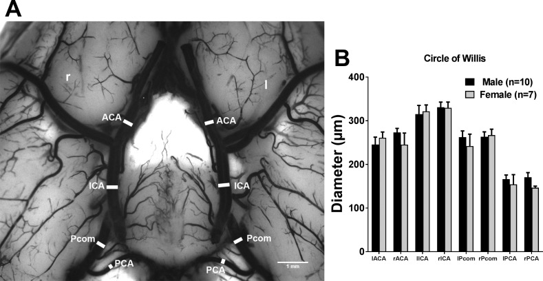 Fig. 7.