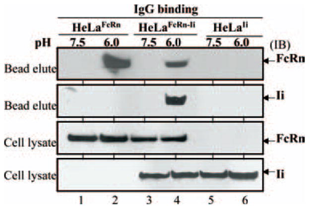 FIGURE 3