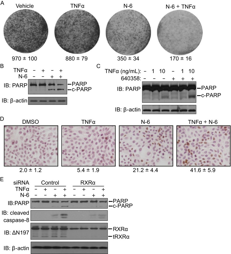 Figure 6