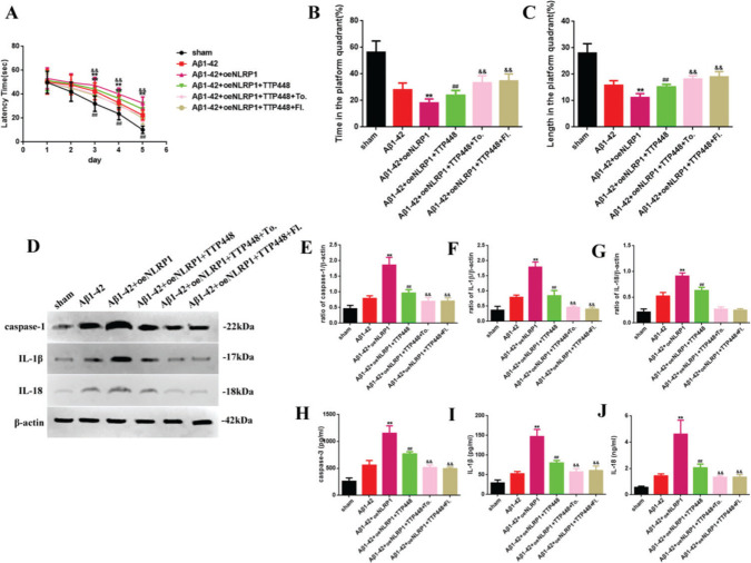 (A) The latency time of, (B) the time spent by, and (C) the length covered by, mice in the platform quadrant in the Morris water maze. (D) Western blot assay for detecting the expression of caspase-1, IL-1β, and IL-18. (E-G) Quantification of the levels of caspase-1, IL-1β, and IL-18. (H-J) ELISA assay for quantifying the expression levels of caspase-1, IL-1β, and IL-18 in the sham, Aβ1-42, Aβ1-42+oeNLRP1, Aβ1-42+oeNLRP1+TTP488, Aβ1-42+oeNLRP1+TTP488+Tofacitinib, and Aβ1-42+oeNLRP1+TTP488+Fludarabine groups. Protein levels were normalized to those of β-actin (Aβ1-42+oeNLRP1 vs. Aβ1-42 group, **p<0.05; Aβ1-42+oeNLRP1+TTP488 vs. Aβ1-42+oeNLRP1 group, ##
p<0.05; Aβ1-42+oeNLRP1+TTP488+Tofacitinib or Aβ1-42+oeNLRP1+TTP488+Fludarabine vs. Aβ1-42+oeNLRP1+TTP488 group, &&
p<0.05, n=6 per group).