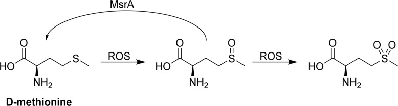 Scheme 3