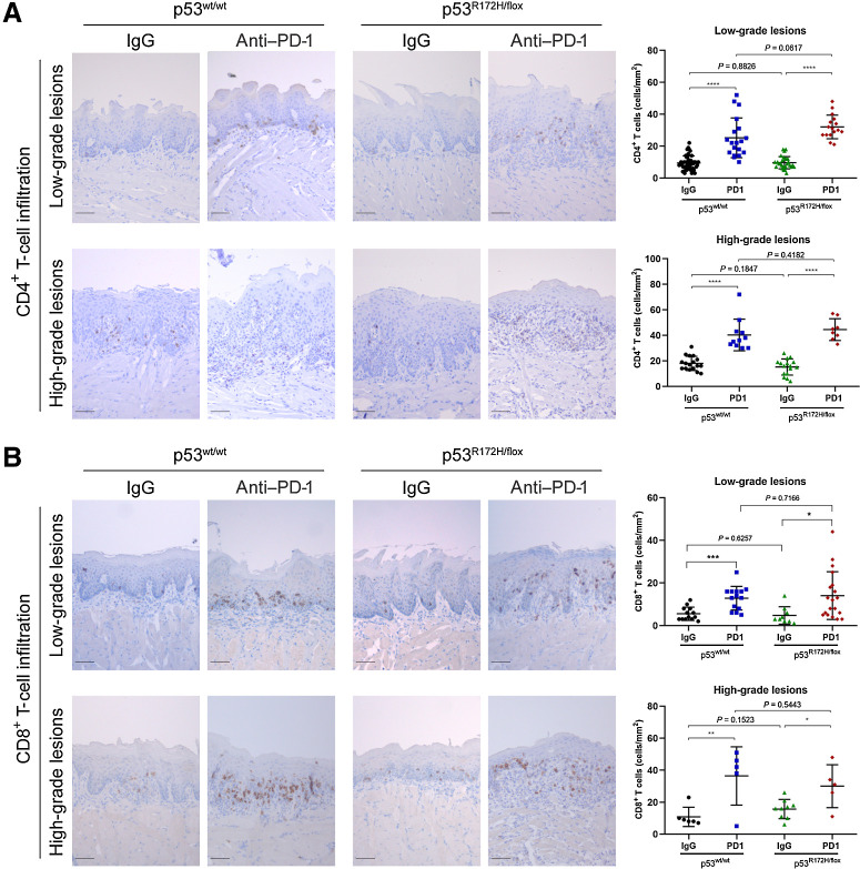 Figure 2. Increased infiltration of CD4+ and CD8+ T cells in oral lesions after anti–PD-1 treatment. A, Representative images of low- and high-grade oral lesions and IHC quantification signal of CD4+ T cells (right side graphs). B, Representative IHC images of infiltrating CD8+ T cells in oral lesions. A significant difference of CD4+ and CD8+ T cells was detected between untreated and PD-1 treated mice groups. Immunostaining signal was defined as the number of positive cells per mm2. Right graphs: *, P < 0.05; **, P <0.01; ***, P <0.001; ****, P < 0.0001. Scale bar, 50 μm.