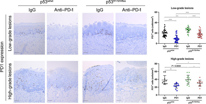 Figure 3. Local immunotherapy delivery reduced the expression of PD-1 levels in oral lesions. Immunotherapy significantly reduced the PD-1 levels in oral lesions of wild-type and mutant p53 mice. Immunostaining signal was defined as the number of positive cells per mm2. Right graphs: *, P < 0.05; **, P < 0.01; ***, P < 0.001; ****, P < 0.0001. Scale bar, 50 μm.