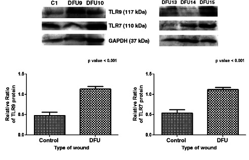 IWJ-12411-FIG-0007-b