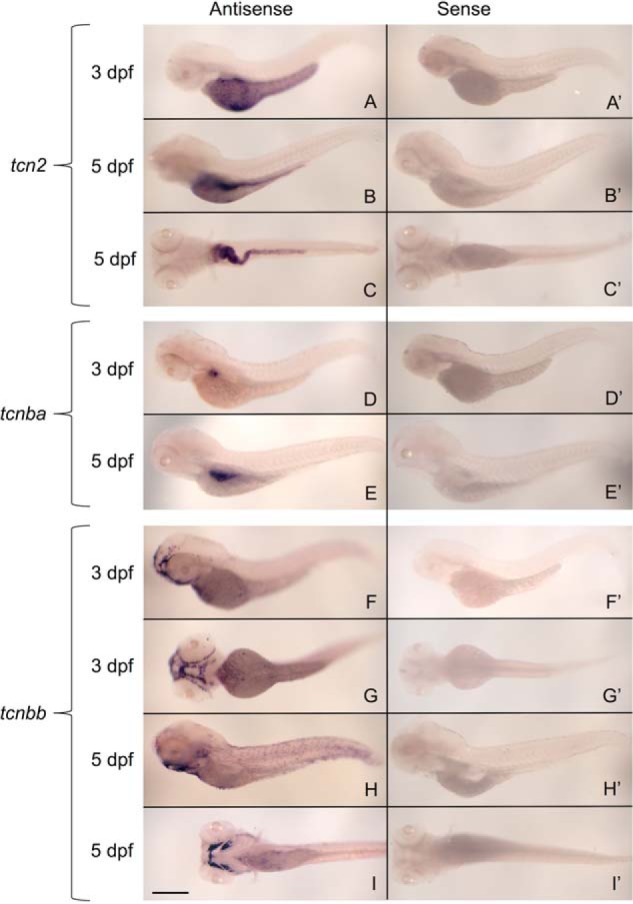 Figure 4.