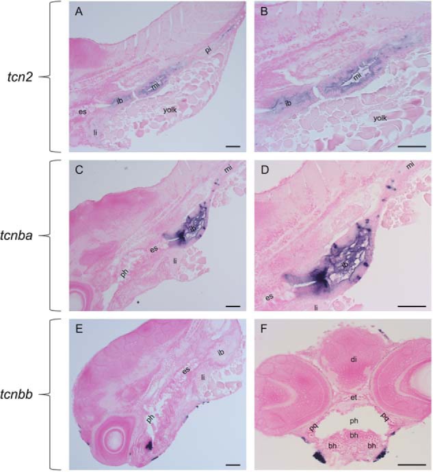 Figure 5.