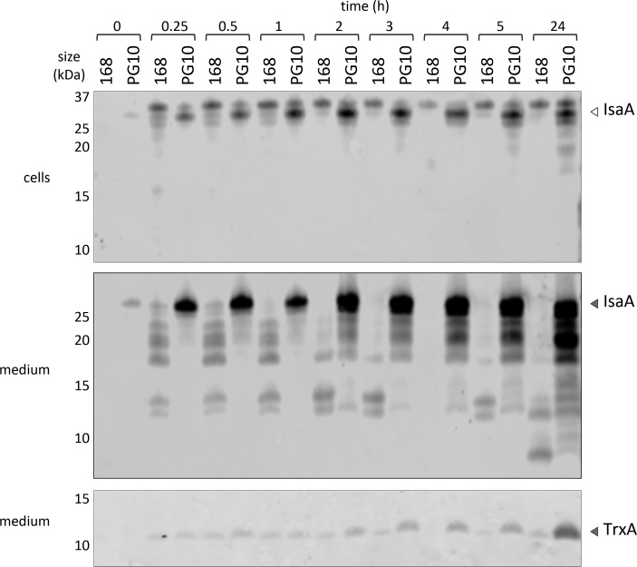 Figure 6