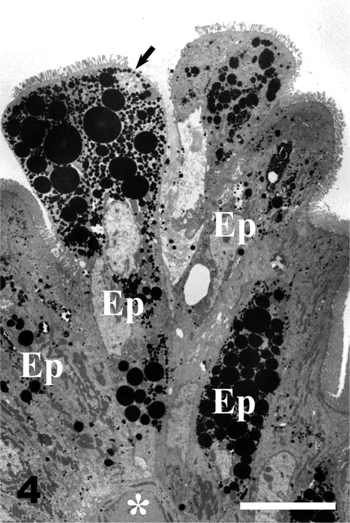 Fig. 4.