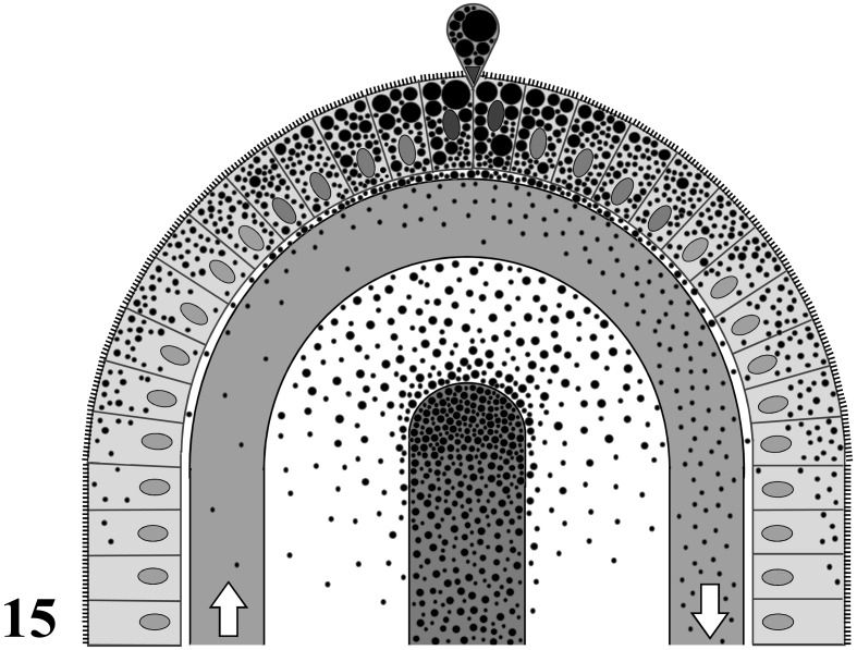 Fig. 15.