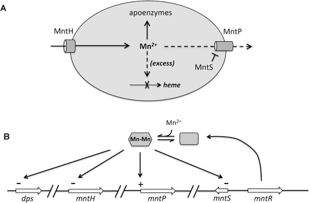 Fig 12