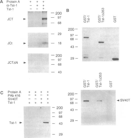 graphic file with name pnas01136-0194-a.jpg