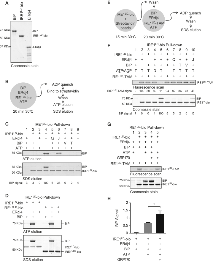 Figure 4