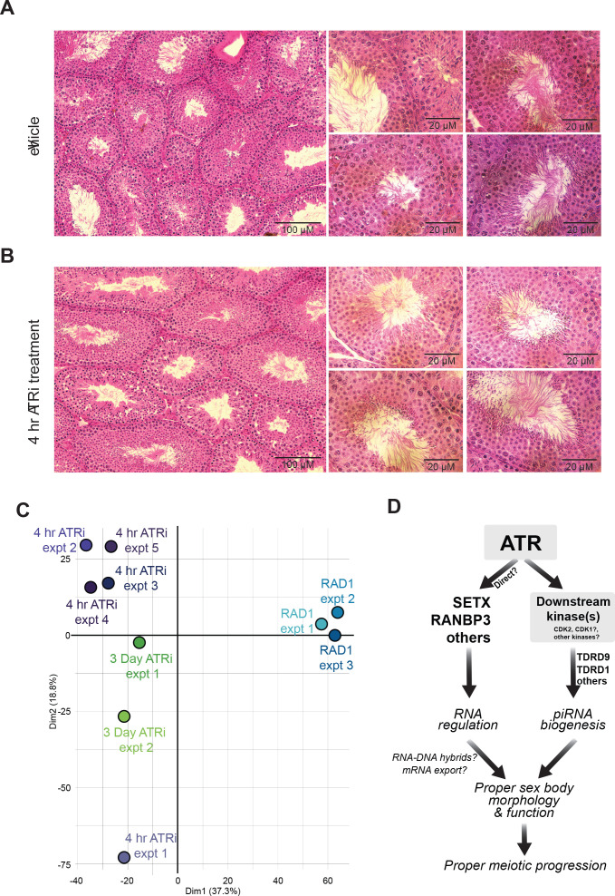 Figure 5—figure supplement 3.