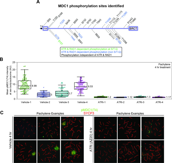 Figure 2—figure supplement 4.