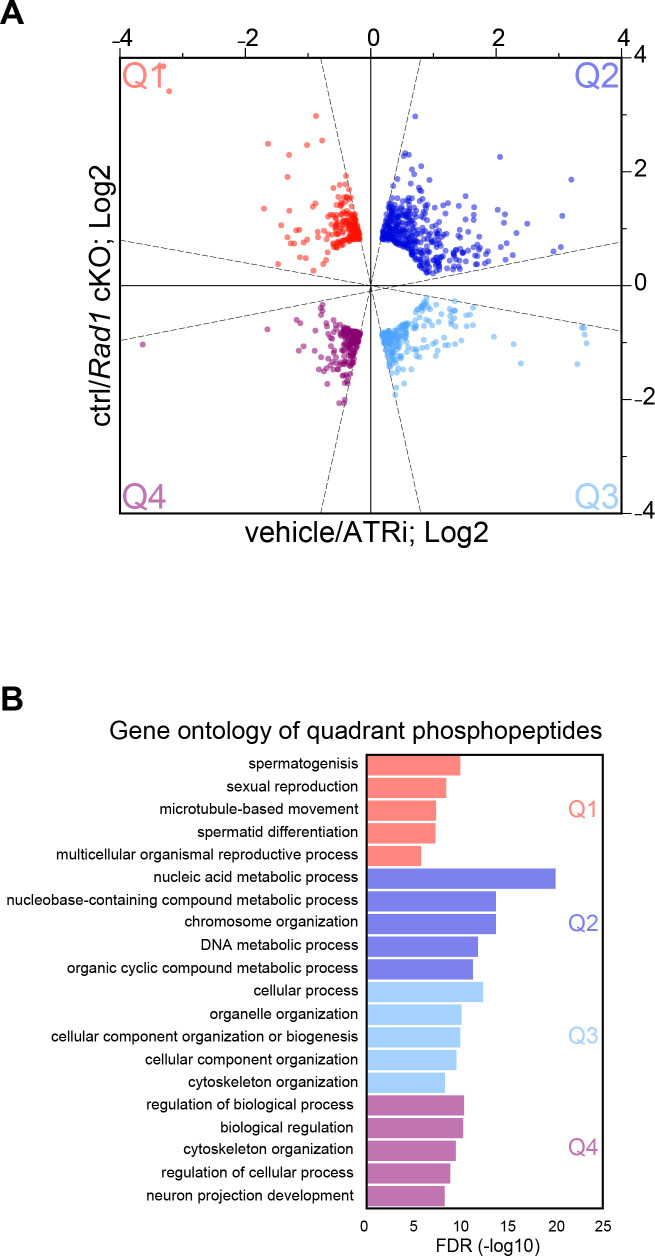 Figure 2—figure supplement 1.