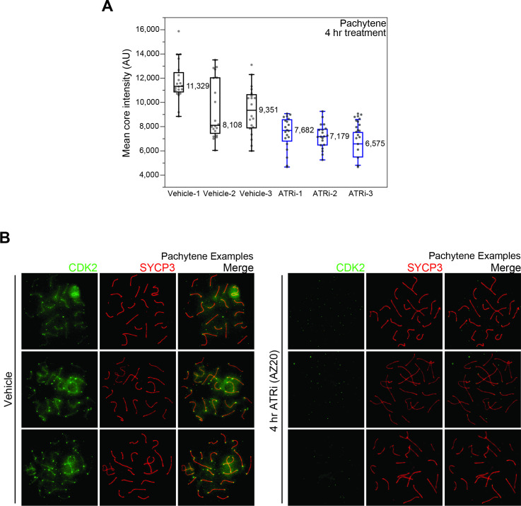 Figure 5—figure supplement 2.