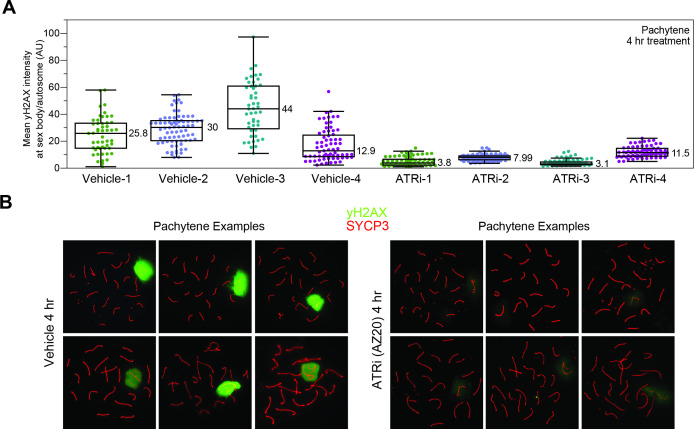 Figure 1—figure supplement 1.