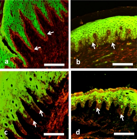 Fig. 3