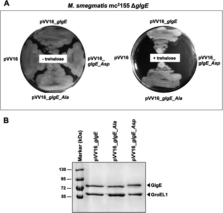 FIGURE 4.