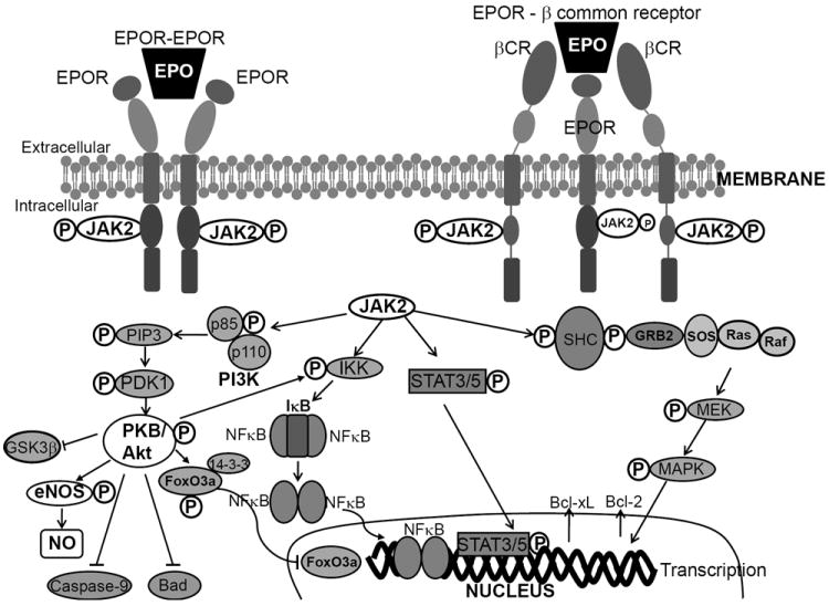 Cardiovascular Effects of Erythropoietin: An Update - PMC